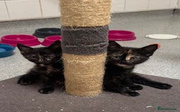 Mixed Breed cats for sale: 2 kittens left ready for new homes  - Image 2