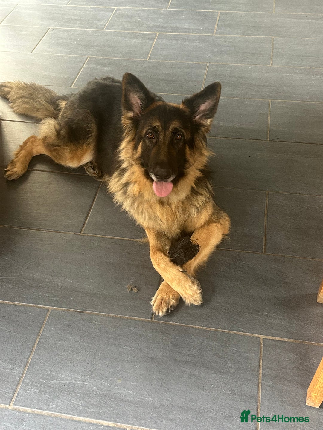 German Shepherd dogs for sale: Adorable German Shepherd puppies - Advert 4