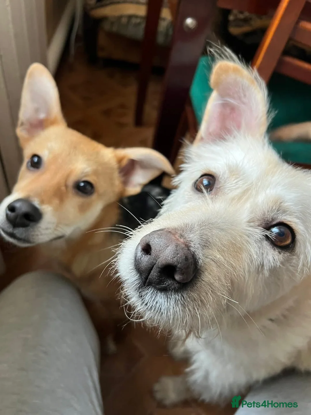 Mixed Breed dogs for adoption: 💙🐶 TUTTY 🐶💙 - Advert 4