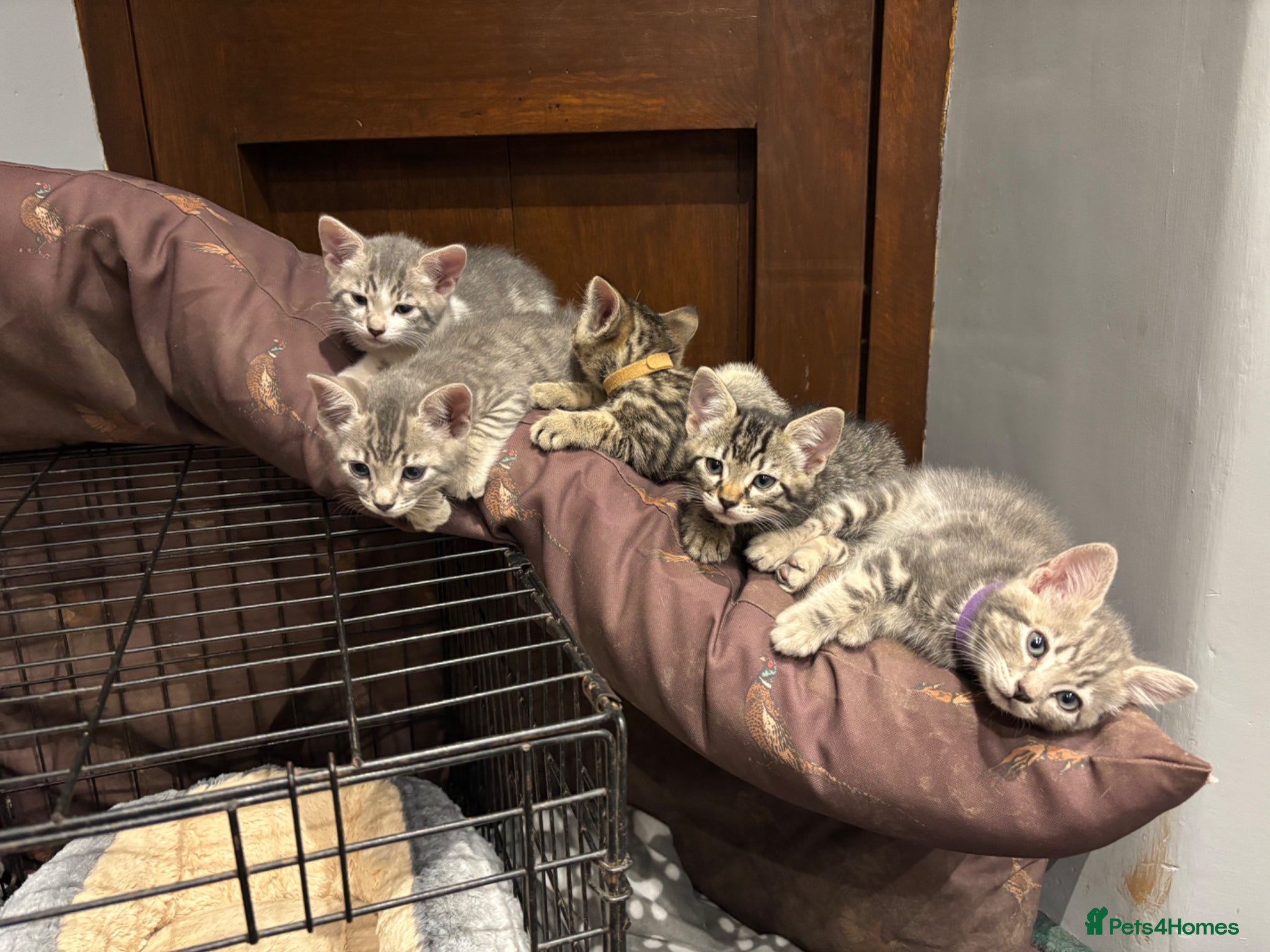 Mixed Breed cats for sale: Gorgeous Kittens Looking for 5* Forever Homes  - Advert 15
