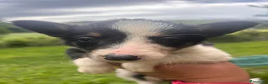 Border Collie 4