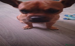 Mixed Breed dogs for sale: This is lola - Image 3