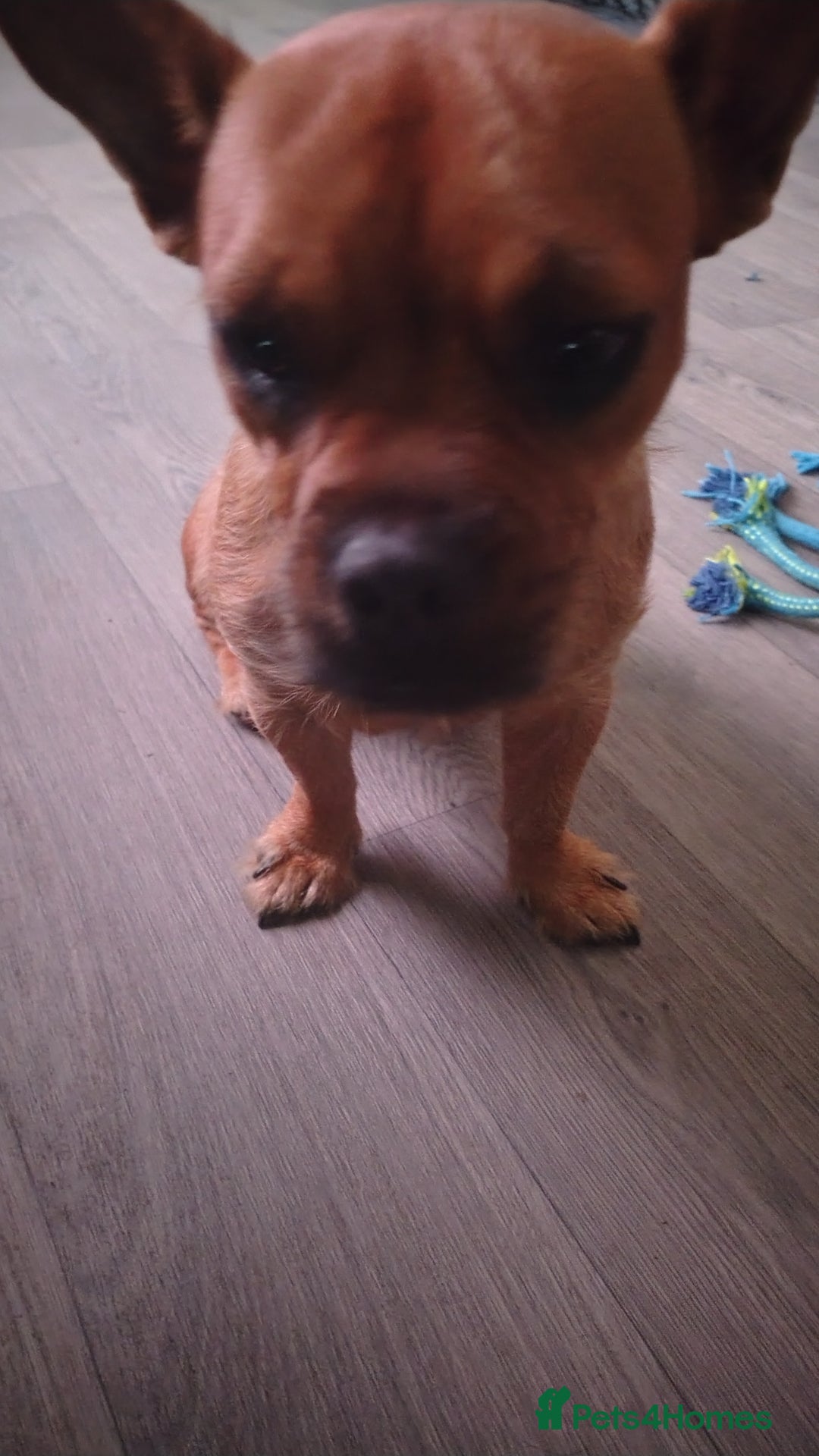 Mixed Breed dogs for sale: This is lola - Image 3