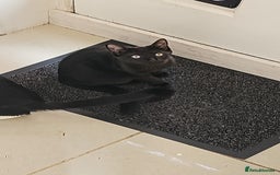 British Shorthair cats for sale: Kittens ready for their forever homes 💕 - Image 8