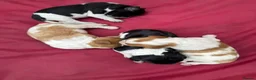 Brittany Spaniel dogs for sale: Brittany Puppies (HPR) in Tadley - Advert 5