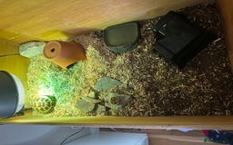 Tortoise reptiles for sale: Female Tortoise  - Image 9