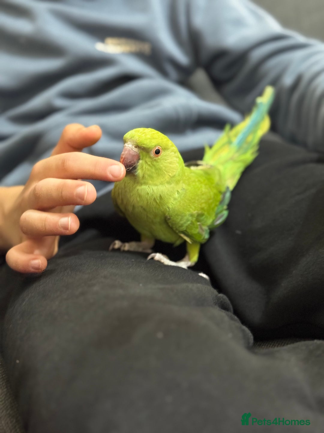 Ringnecks birds for sale: A beautiful Ringneck  - Advert 4