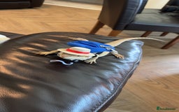 Bearded Dragon reptiles for sale: 7 month old bearded dragon  in Huddersfield - Image 3