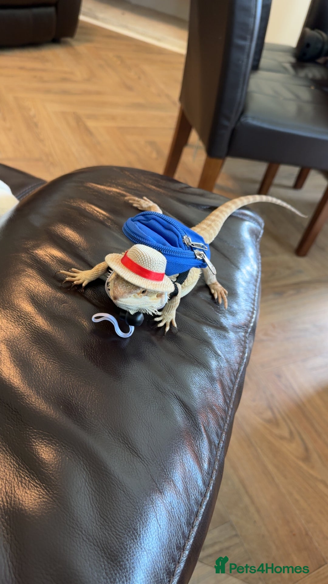 Bearded Dragon reptiles for sale: 7 month old bearded dragon  in Huddersfield - Image 3