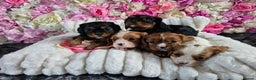 Cavalier King Charles Spaniel dogs for sale: Beautiful KC reg Cavalier King Charles Puppies  - Advert 24