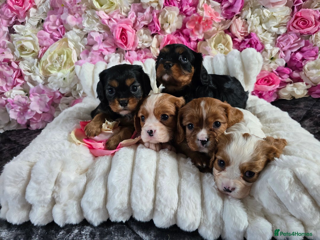 Cavalier King Charles Spaniel dogs for sale: Beautiful KC reg Cavalier King Charles Puppies  - Advert 24
