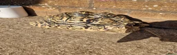 Tortoise reptiles for sale: Cb 2019 leopard tortoise - Advert 3