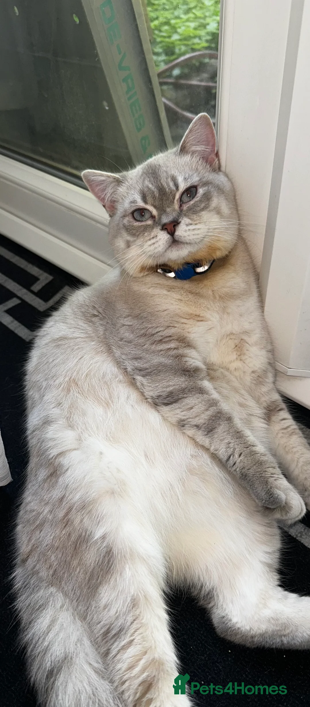 Scottish Fold cats for stud: Lovely Scottish Straight boy for stud in Milton Keynes - Advert 6