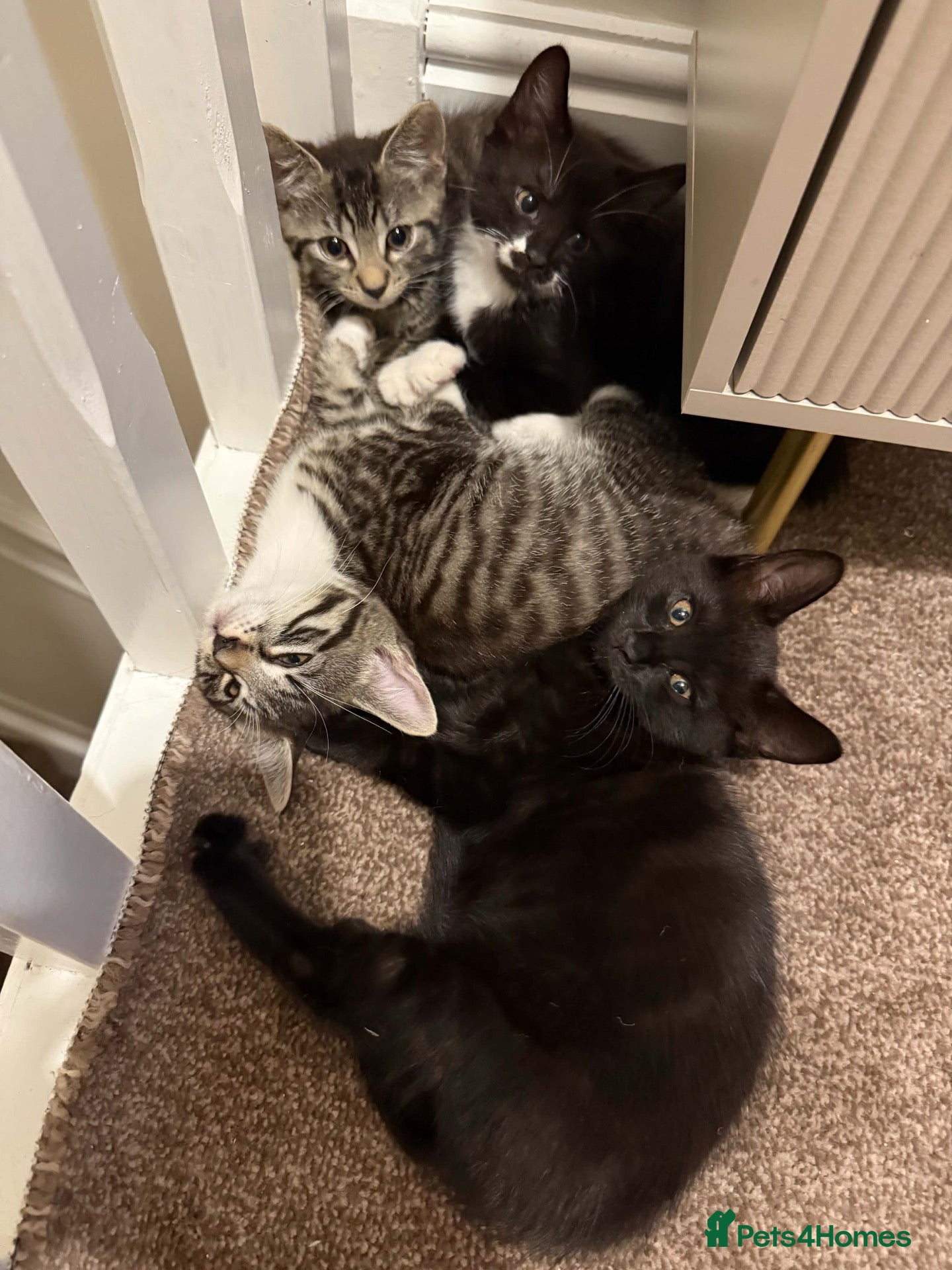 Mixed Breed cats Kittens - Advert 11