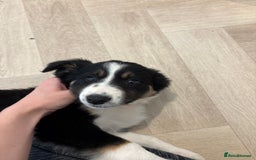 Australian Shepherd dogs for sale: *Ready Now* Australian shepherd puppies - Image 8