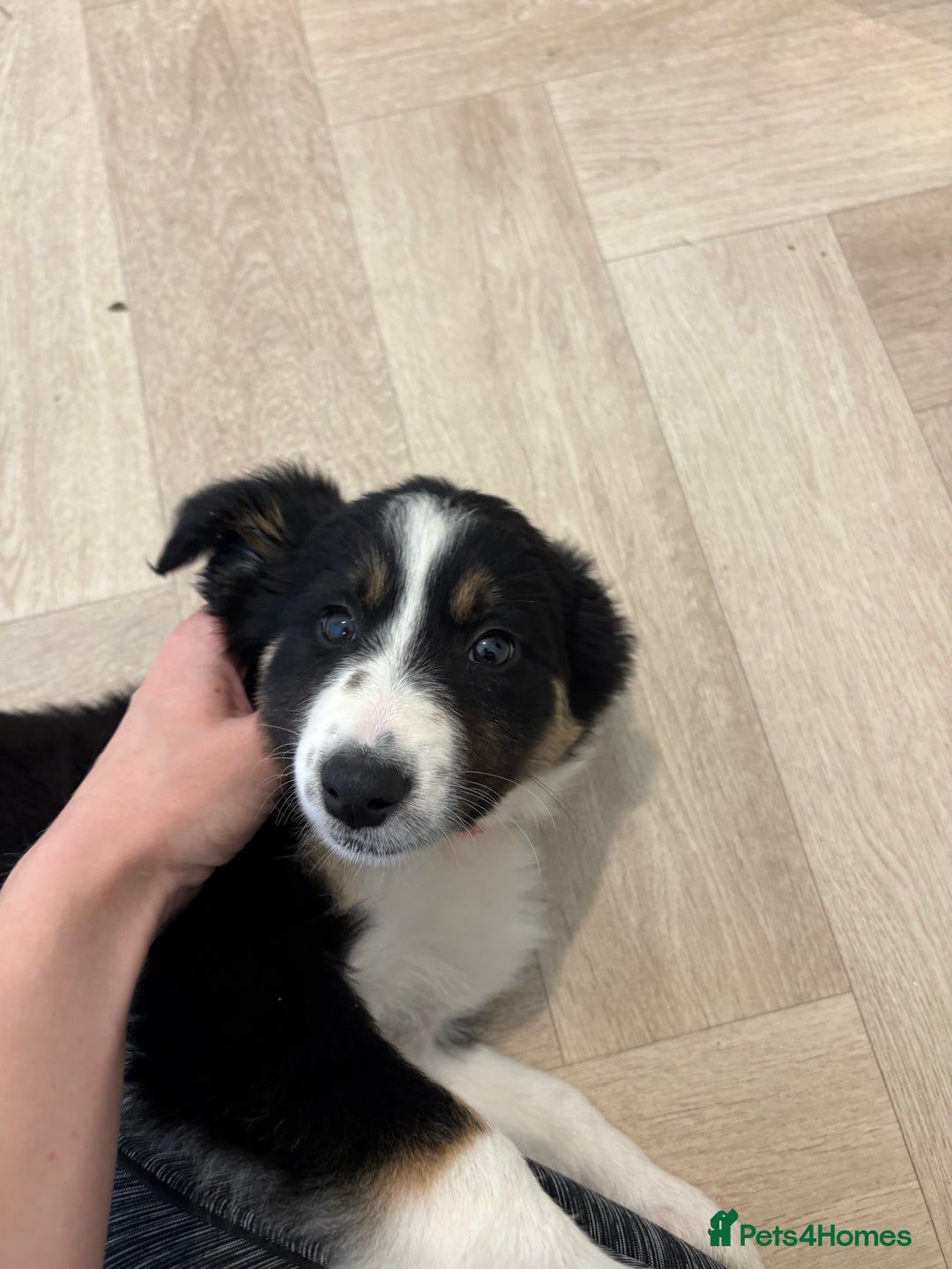Australian Shepherd dogs for sale: *Ready Now* Australian shepherd puppies - Image 8