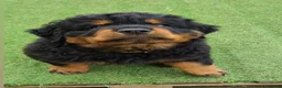 Rottweiler dogs for sale: Long Haired Fluffy Rottie Pups. Full Health Tested - Advert 19