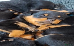 Rottweiler dogs for sale: Rottweiler puppies  - Image 31