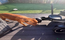 Staffordshire Bull Terrier dogs for sale: beautiful female red Staffordshire bullterrier - Image 3