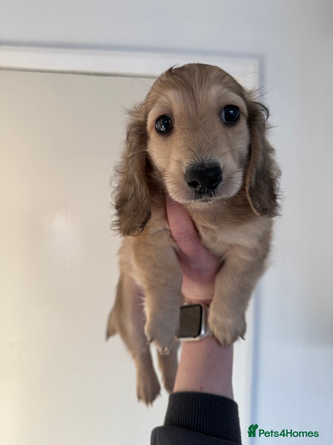 Miniature Dachshund dogs for sale: Shaded cream boy ready now - Advert 3