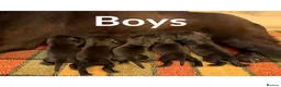 Labrador Retriever dogs for sale: Superb KC pups, health tested parents&many FTCH/Ws - Advert 6