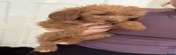Mini Goldendoodle dogs for sale: Mini goldendoodle - Advert 6