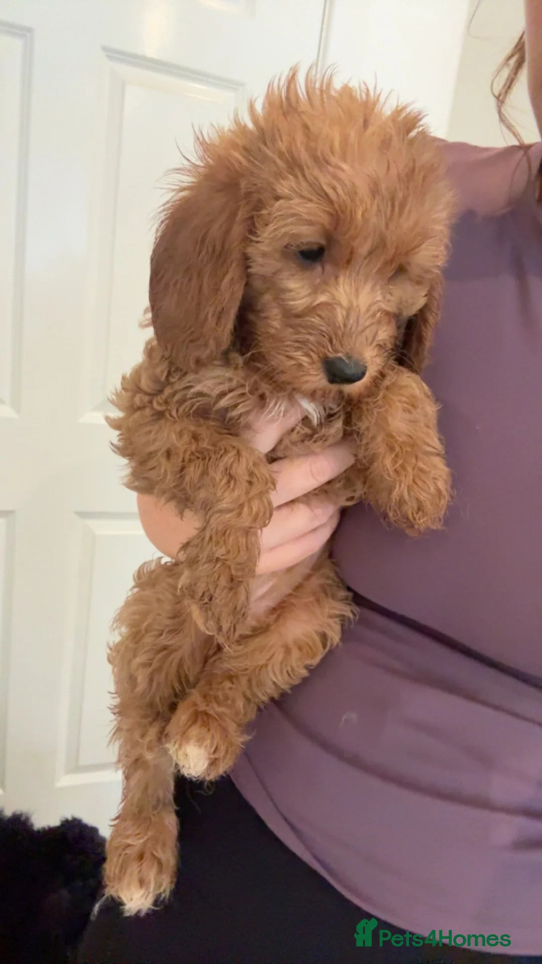 Mini Goldendoodle dogs for sale: Mini goldendoodle - Advert 6
