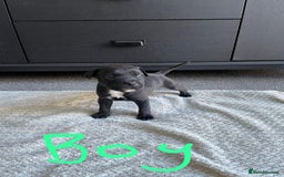 Staffordshire Bull Terrier dogs for sale: 5 Staffordshire bull terrier puppies  - Image 4