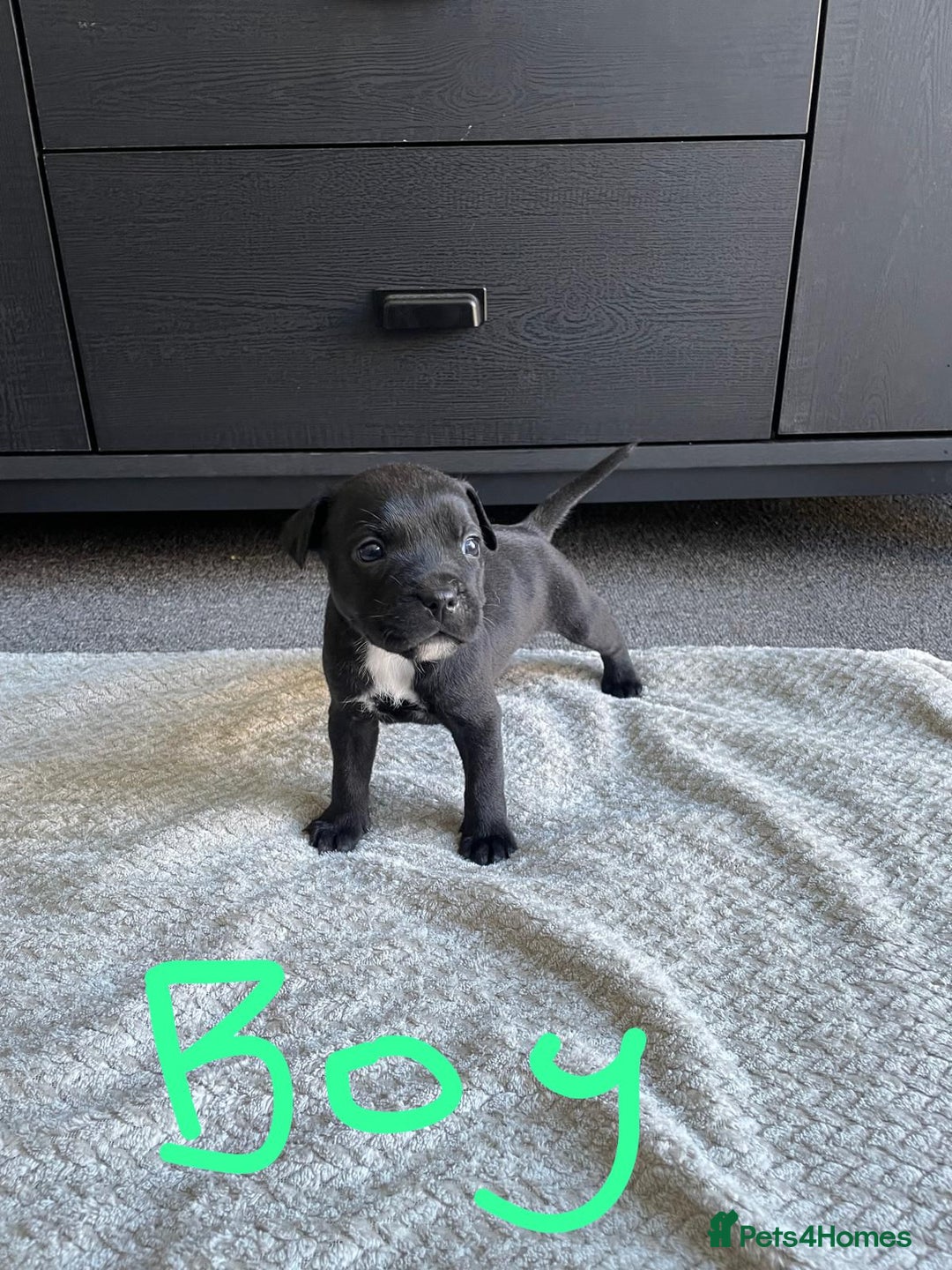 Staffordshire Bull Terrier dogs for sale: 5 Staffordshire bull terrier puppies  - Image 4