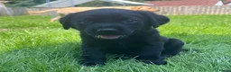 Labrador Retriever dogs for sale: Kc reg health tested Labrador pups  in Bideford - Advert 9