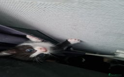 Mixed Breed cats for sale: 3 girls 2 boys kittens ready now  - Image 7