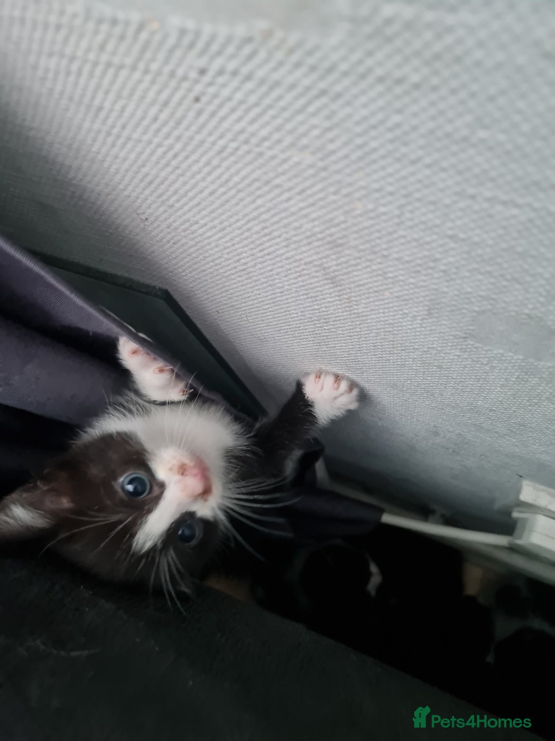 Mixed Breed cats for sale: 3 girls 2 boys kittens ready now  - Image 7