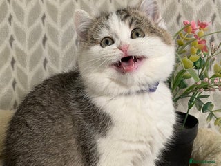 British Shorthair cats British shorthair golden tricolour TICA - Advert 16