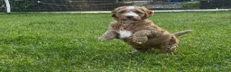 Australian Labradoodle dogs for sale: ⭐ 1 Pup Left Australian Labradoodle – Ready Now ⭐ - Advert 8