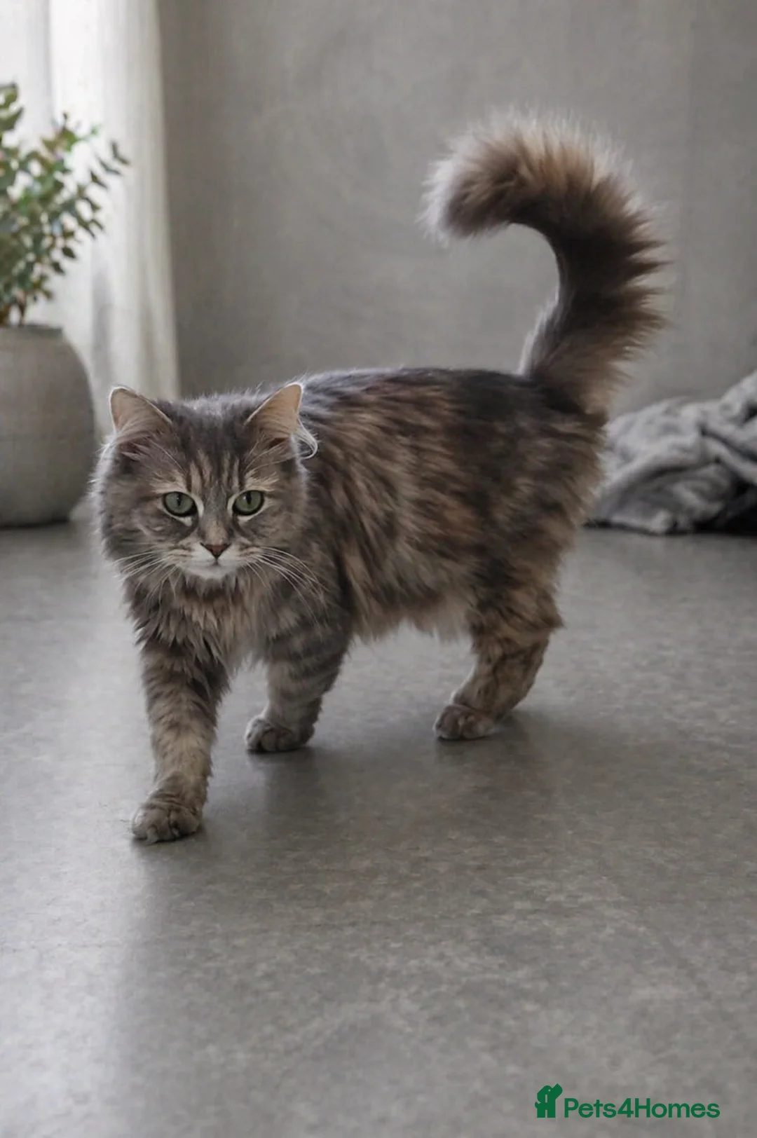 Maine Coon cats for sale: beautiful maine coon x tabby long haired kittens in Scunthorpe - Advert 1
