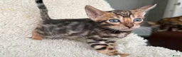 Bengal cats for sale: Bengal Kittens Looking for Loving Homes 🐾  - Advert 28