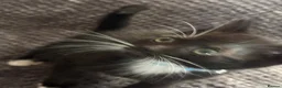 Mixed Breed cats for sale: Playful kittens  in Ipswich - Advert 8
