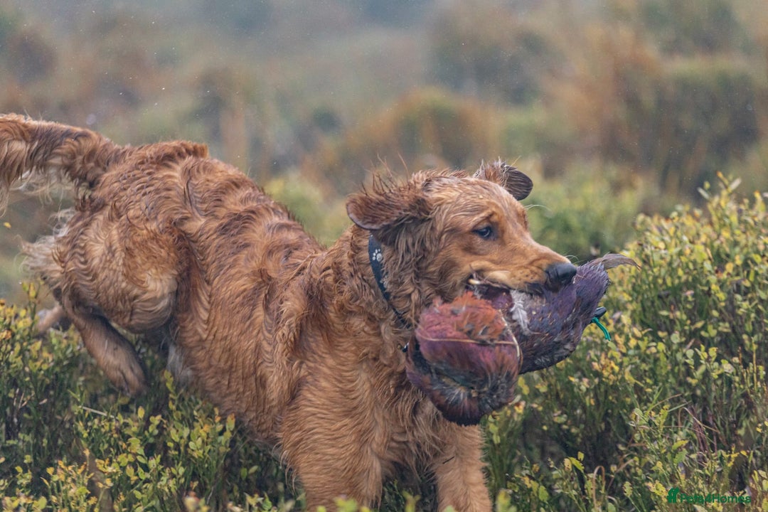 Golden Retriever dogs for stud: Raystone Westnab (Chase), Working, Family Pet  - Advert 9