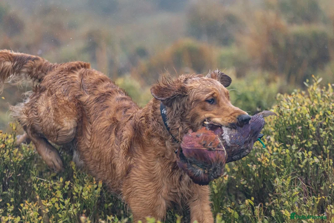 Golden Retriever dogs for stud: Raystone Westnab (Chase), Working, Family Pet  - Advert 9