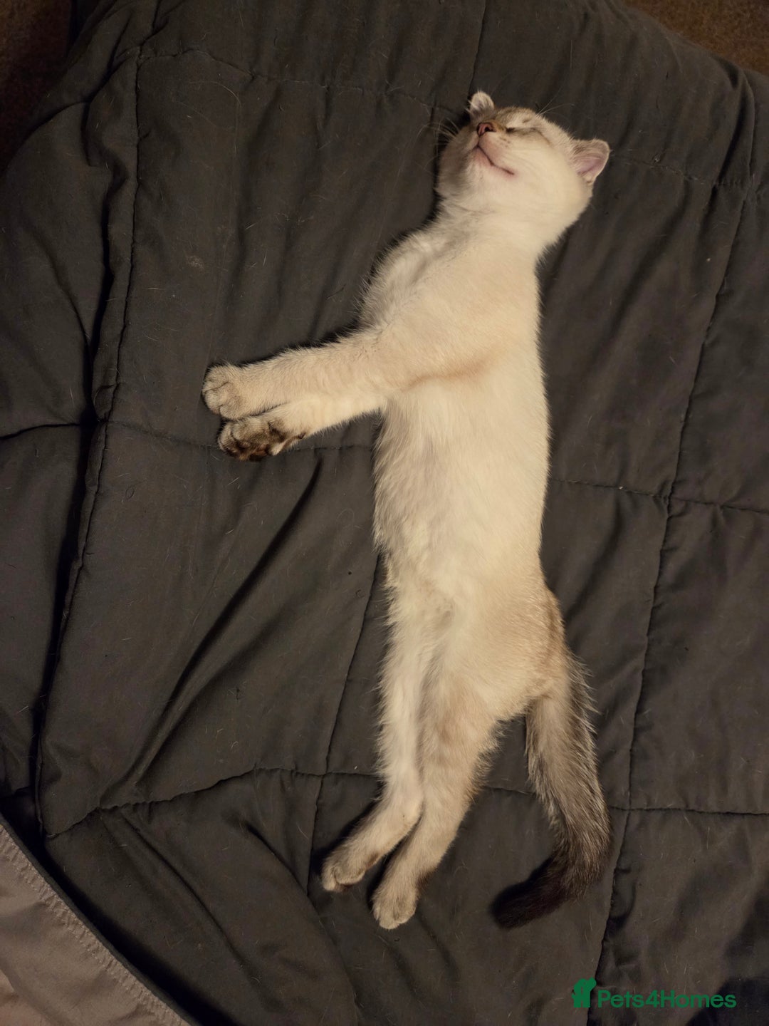 Scottish Fold cats for sale: One little boy still waiting - Advert 2