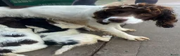 English Springer Spaniel dogs for sale: KC Registered Springer Spaniel Pups - Advert 14