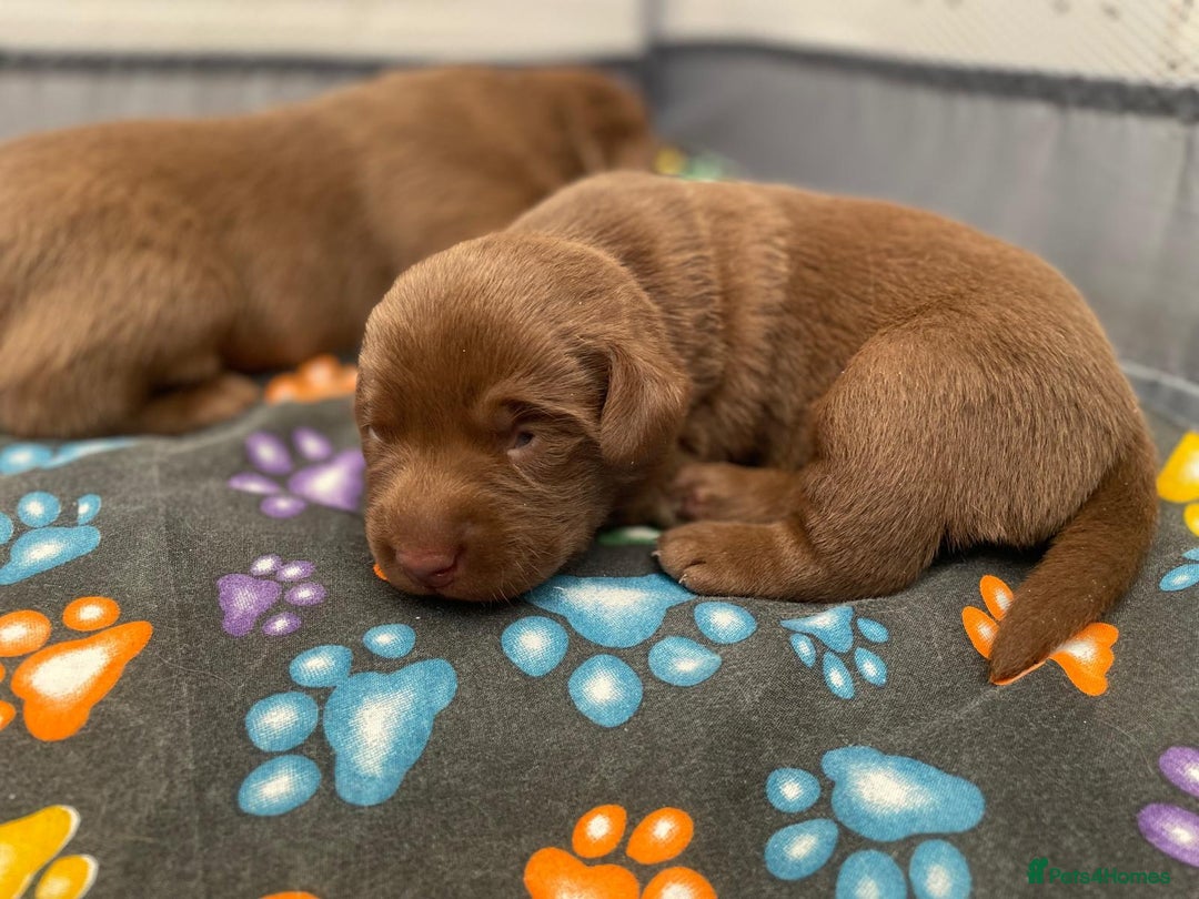 Labrador Retriever dogs for sale: 1 stunning boy left  - Image 6