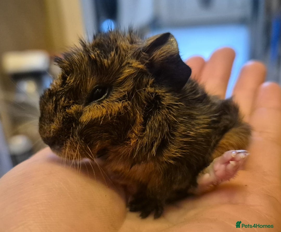 Guinea Pig rodents for sale: Guinea pigs for Sale ! - Advert 10