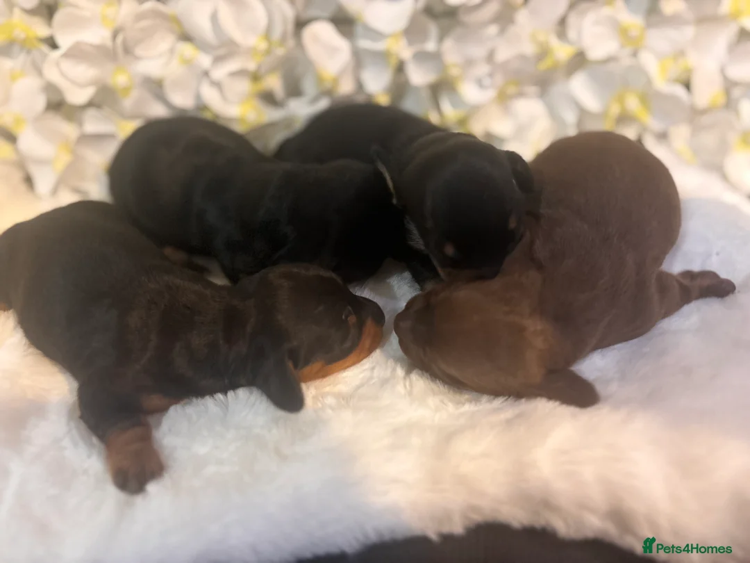 Miniature Dachshund dogs for sale: Miniature Dachshund Puppies 🐶  - Advert 7