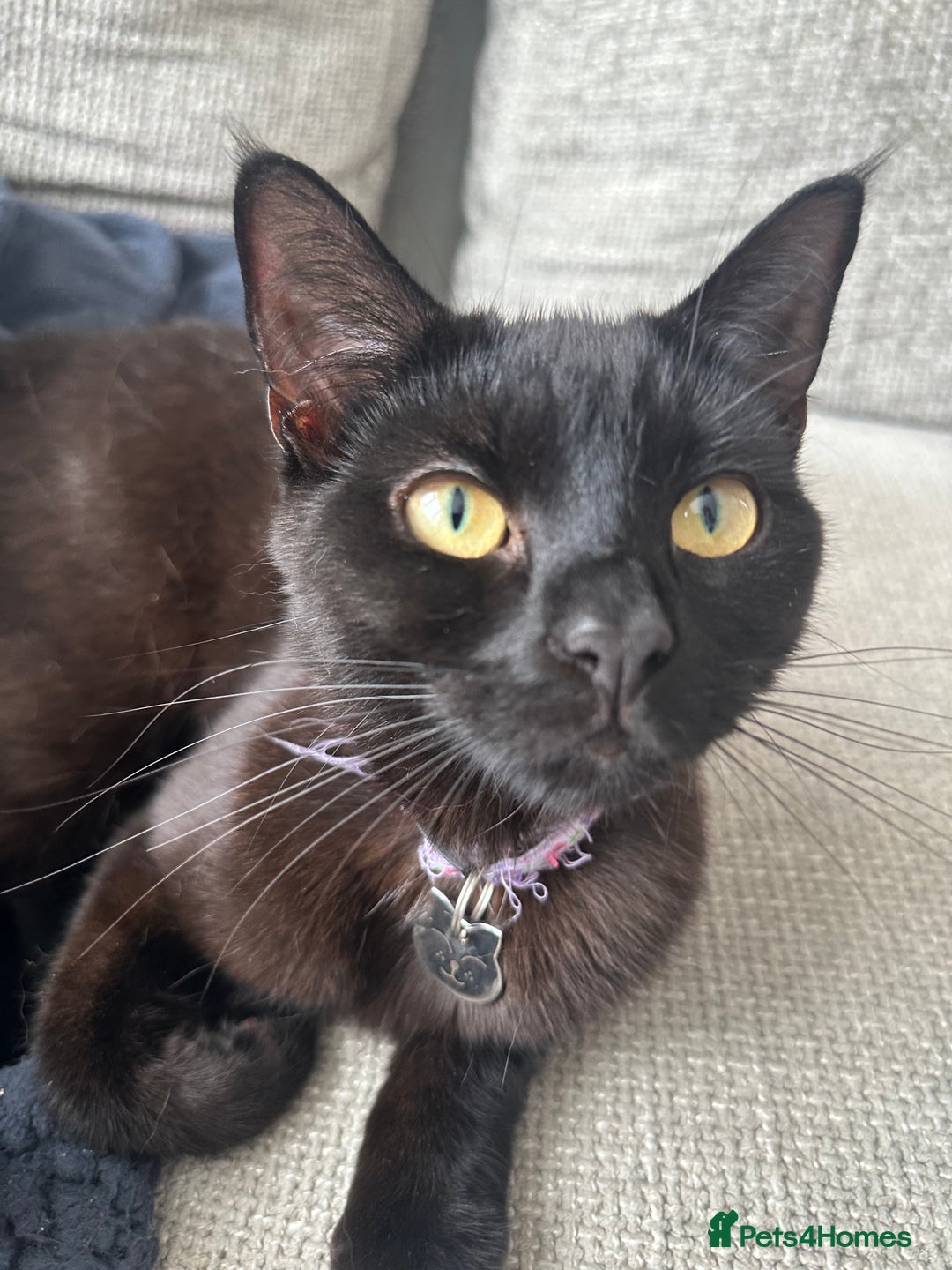 British Shorthair cats for sale: Poppy is looking for a new loving home - Image 2