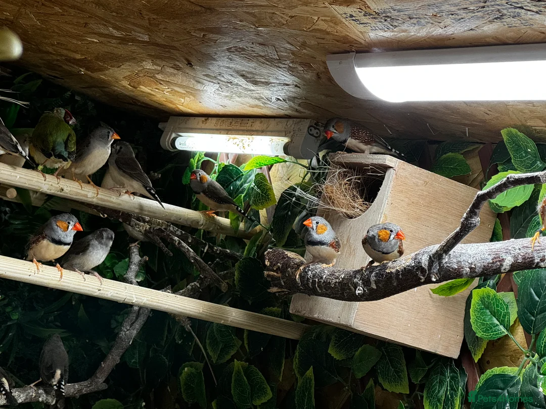 Finches birds for sale: Gouldian Finches / Timor zebra finches  - Advert 4