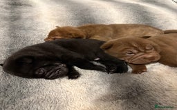 Shar Pei dogs for sale: Stunning Shar Pei Pups - Image 10