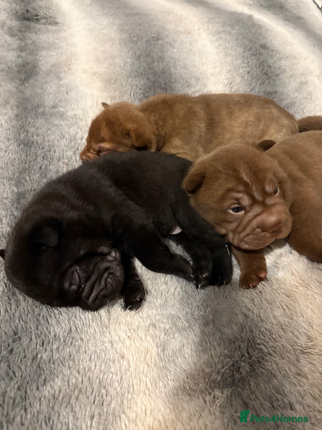 Shar Pei dogs for sale: Stunning Shar Pei Pups - Image 10