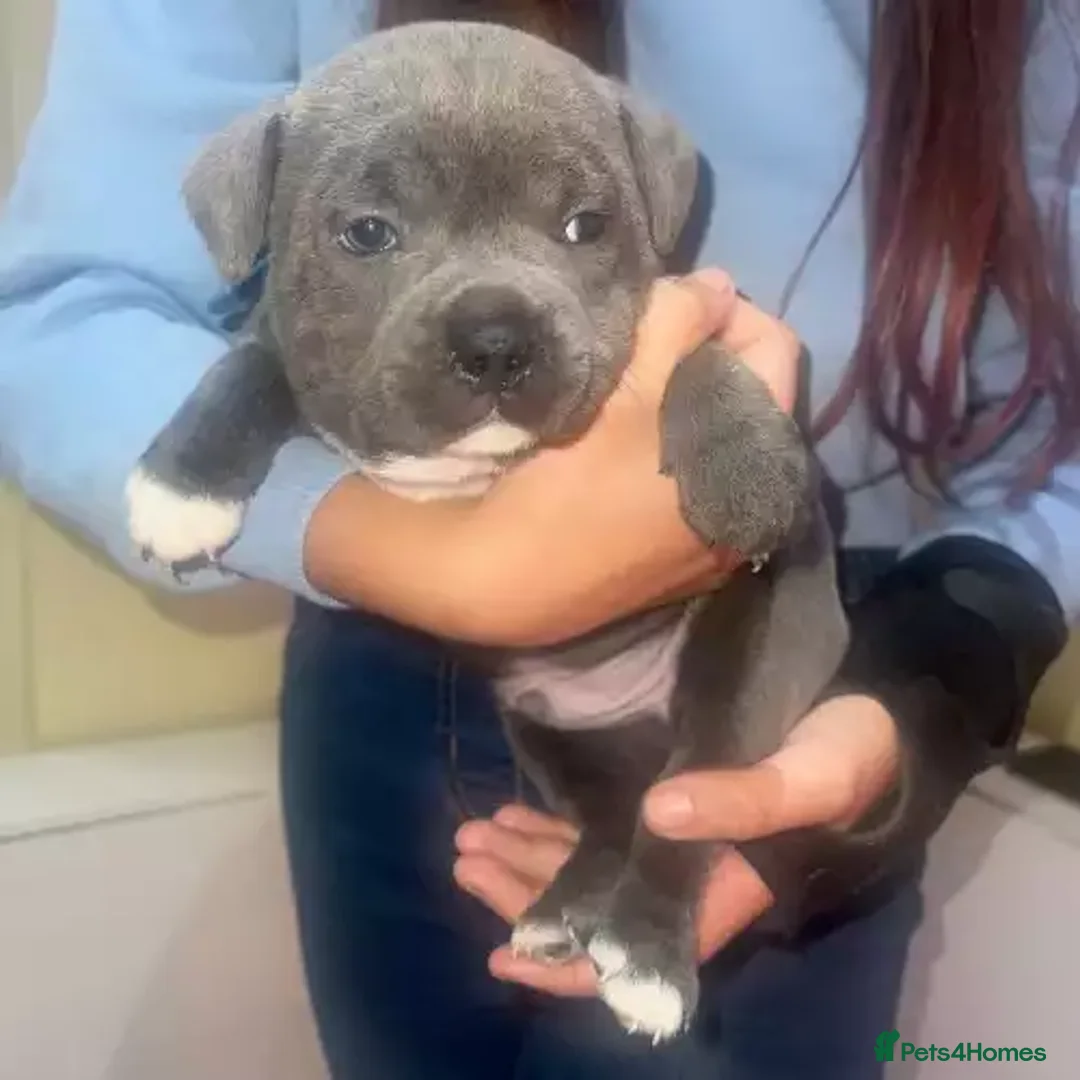 Staffordshire Bull Terrier dogs for sale: Quality health tested Staffordshire bull terrier - Advert 2