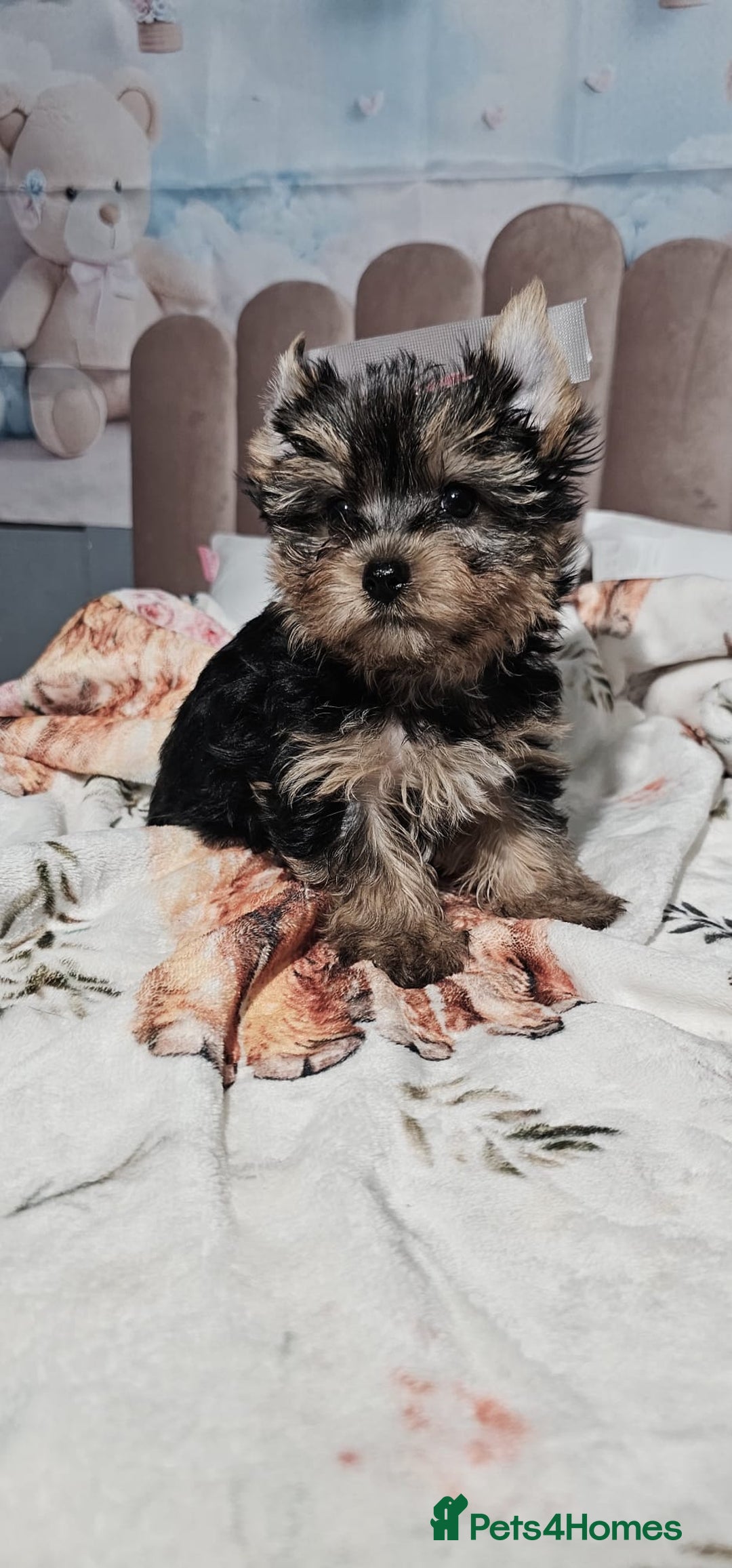 Yorkshire Terrier dogs for sale: Tiny miniature Yorkshire terriers - Advert 24